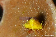 Epitonium billeeanum-Wangi Wangi Island-22m-20180601-Denis-ADER-DSC_3054_tn